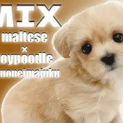【 MIX マルプー 】アイドル要素満載！マルチーズとトイプードルのMIX犬！