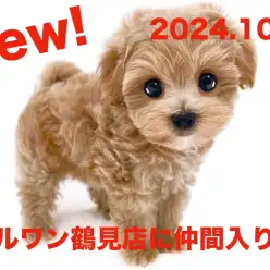 【 MIX 】新たに仲間入り!トイプードルとマルチーズのMIXマルプーの女の子!!