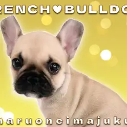 【 フレンチブルドッグ 】目ヂカラ最強！フォーンが輝くペチャ顔プリンセス登場！