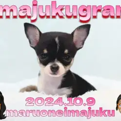 【 イマジュクグラム 】生後2ヶ月で437g！希少なスムースチワワの女の子登場！