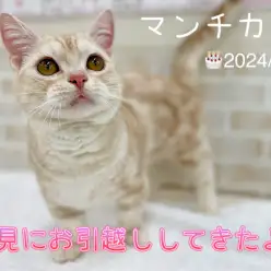 【 マンチカン 】愛らしい短足にゃんこ!クリームタビーの男の子が鶴見店に!