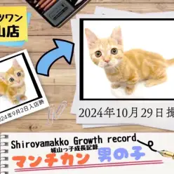 【 マンチカン 】城山っ子成長報告!2024年10月29日