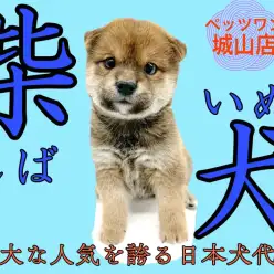 【 柴犬 】愛嬌抜群！絶大な人気を誇る日本犬代表の柴ちゃん登場