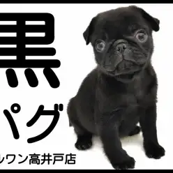 【 パグ 】最上級にかわいいお顔の黒パグが東京都杉並区に襲来！！