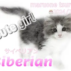 【 サイベリアン 】上品な容姿にクギヅケ！フレンドリーな女の子！