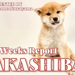 【 柴犬 】ポテンシャル高め！ただただ可愛いくま顔フェイスの成長リポート！