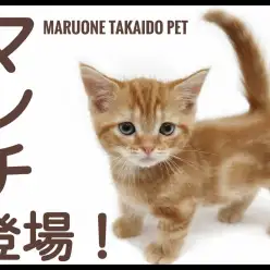 【 マンチカン 】注目度MAX！かわいいお顔と短足を持った女の子がやってきた！