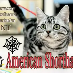 【 アメリカンショートヘア 】人馴れ、音馴れバッチリ！生後6ヶ月のアメショちゃん