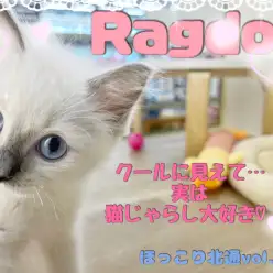 【 ほっこり北通Vol.114 】クールに見えて、実は猫じゃらし大好きラグちゃん