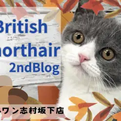 【 ブリティッシュショートヘア 】生後4ヶ月を迎えた左右対称のハチワレ王子様！