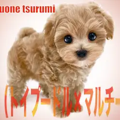 【 MIX 】1stに続き、トイプードルとマルチーズのMIXマルプーの女の子!!