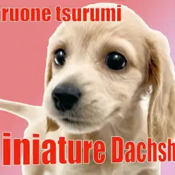 【 ミニチュア・ダックスフント 】優しいお顔立ちで性格も明るく遊ぶの大好き！！