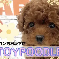 【 トイプードル 】深みのあるレッドが印象的！まるでテディベアのようなルックス