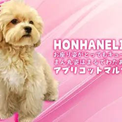 【 マルプー成長ログ 】お座り姿がとってもキュート！まん丸姿はまるでわたあめ！