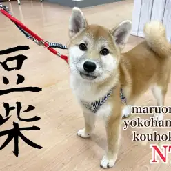 【 豆柴 】豆柴ちゃんの前回のブログからお散歩デビューまでの成長記録