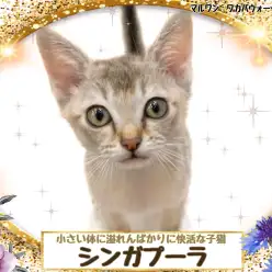 【 シンガプーラ 】世界最小のイエネコ!だけど可愛さは最大級!