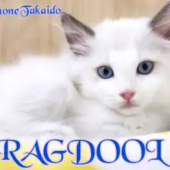 【 ラグドール 】マイペースな甘えんぼ！初心者さんにも飼いやすい美形にゃんこ！