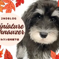 【 ミニチュアシュナウザー 】生後5ヶ月を迎え様々な事を習得中のシュナちゃん！