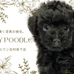 【 トイプードル 】黒いテディベアが志村坂下店に登場！友好的で人が大好きな女の子