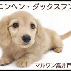 【 カニンヘン・ダックスフント 】超短足と超アイドル顔の強烈コラボは必見！！