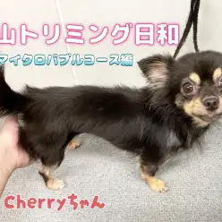 【 城山トリミング 】城山トリミング日和 No.18『Cherryちゃん』