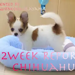 【 チワワ 】入店から2週間経ちおトイレ完璧なフレンドリーボーイに成長！
