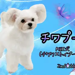 【 MIX 】可愛らしいまん丸のフォルムが魅力的!生後7ヶ月で幼顔なチワプー