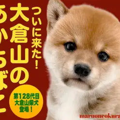 【 柴犬 】柴犬王国に凛々しい三角お耳の神々しく光る赤柴降臨！！