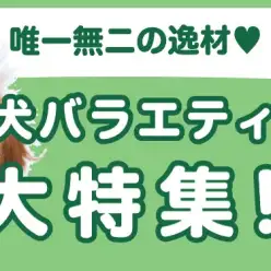 【 犬バラエティ特集 】10/24現在在店中のバラエティわんちゃん！最新動画付き
