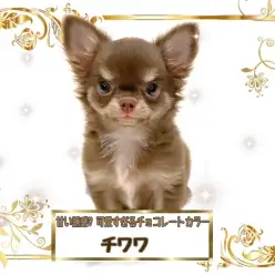 【 チワワ・ロングコート 】まるで動くチョコレート?スイーツ系女子チワワちゃん