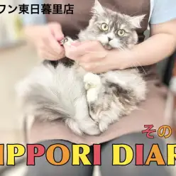 【 NIPPORI DIARY その13 】 新入りのサイベリアンをご紹介！