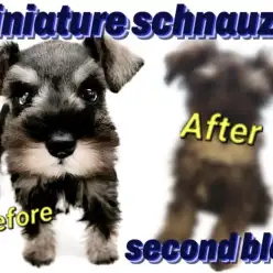 【 ミニチュアシュナウザー 】生後4ヶ月！出来る事が増えたシュナちゃんの成長記録