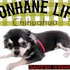 【 チワワ成長ログ 】チワワのちーちゃんお散歩デビュー物語！