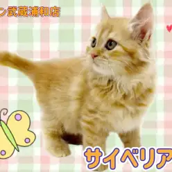 【 サイベリアン 】レッドタビーのゴージャスな被毛を持ったおっとりさん！