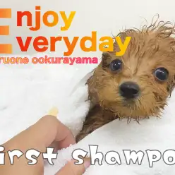 【 トイプードル 】初めてのシャンプー体験！フワモコな触り心地を体感せよ！