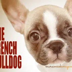 【 フレンチブルドッグ 】フルカラー・ブレーズのある個性的カラーのブヒ降臨！