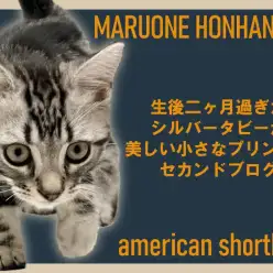【 アメリカンショートヘア 】シルバータビーが美しい小さなプリンスのセカンドブログ!