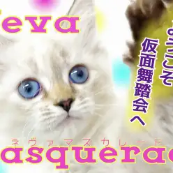 【 ネヴァマスカレード 】超美猫！横浜元町店に仮面舞踏会への招待状？！
