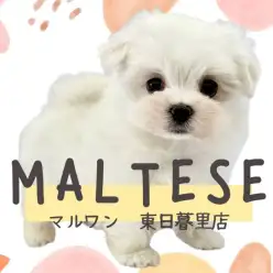 【 マルチーズ 】のんびりマイペースな純白爆毛のわたあめ王子!
