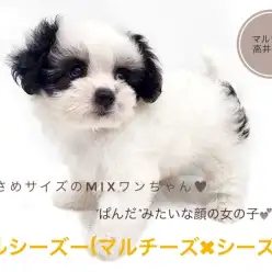 【 マルシーズー 】パンダカラーのミックス犬が新登場！癒し度MAXの姿は必見！