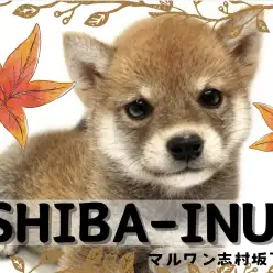 【 柴犬 】柴犬ブーム到来！？おもちゃ遊びと人が大好きな柴犬の男の子