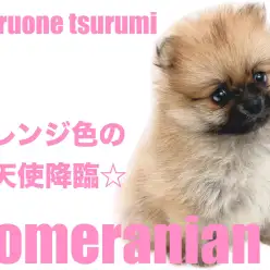 【 ポメラニアン 】2ndブログ!たぬき顔したオレンジ色の女の子!!
