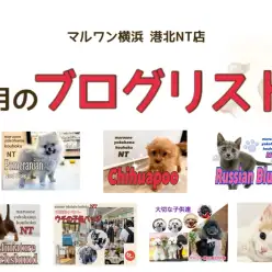 【 ブログリスト 】マルワン港北NT店9月のブログ記事まとめ