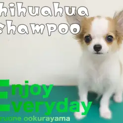 【 チワワ 】換毛期到来！シャンプーケアで被毛もお肌もピッカピカ！