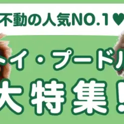 【 トイプードル特集 】10/17現在在店中のトイプードルちゃん最新情報をお届け！