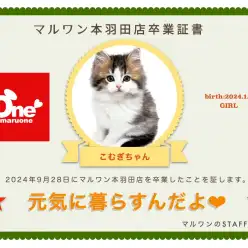 【 卒業記念 】サイベリアンのこむぎちゃん卒業おめでとう！今までの感謝を込めて。