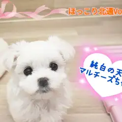 【 ほっこり北通Vol.119 】純白のヘソ天天使マルチーズちゃん登場！