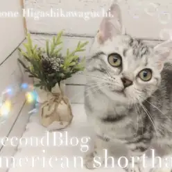 【 アメリカンショートヘア 】生後3ヶ月!美しく優しい性格へ成長中!