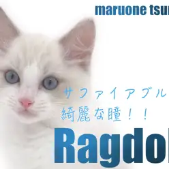 【 ラグドール 】2ndブログ！サファイアブルーの瞳が可愛い男の子！！