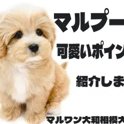【 MIX 】可愛いが詰まったマルプーの愛すべき容姿、性格のポイントをご紹介！